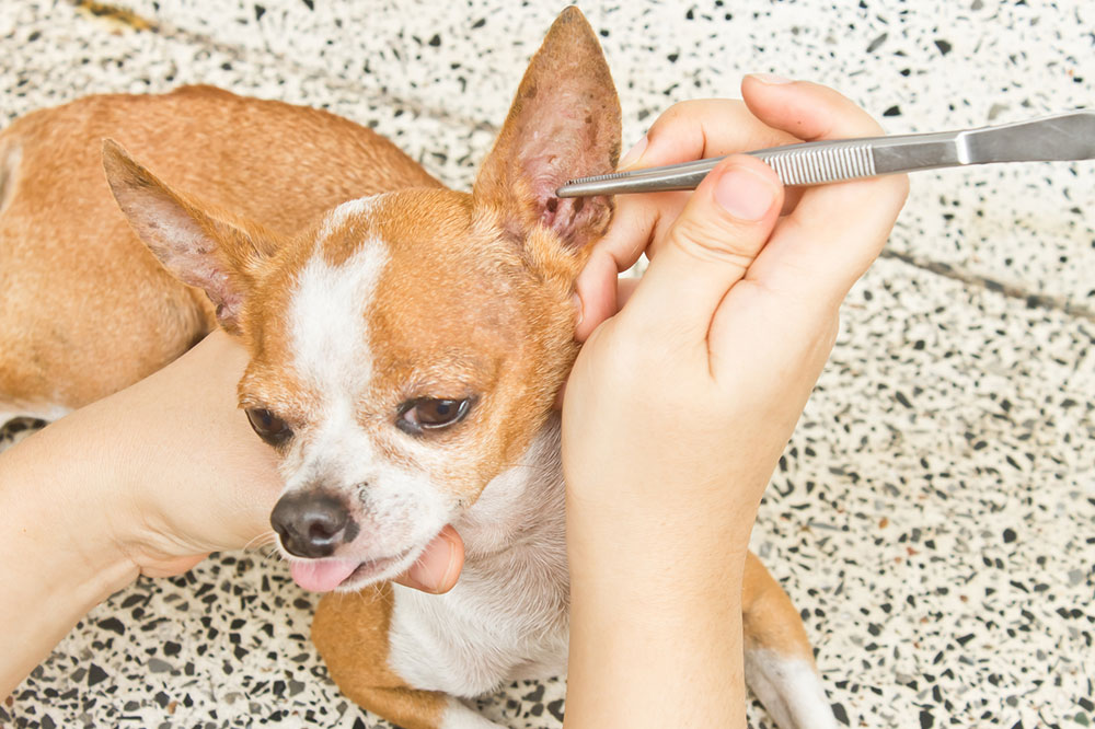 6 Top Flea and Tick Repellent Products