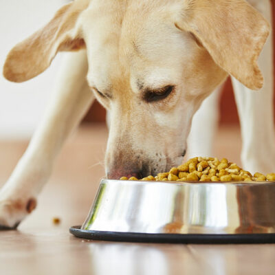 Common Signs of Food Allergies in Dogs