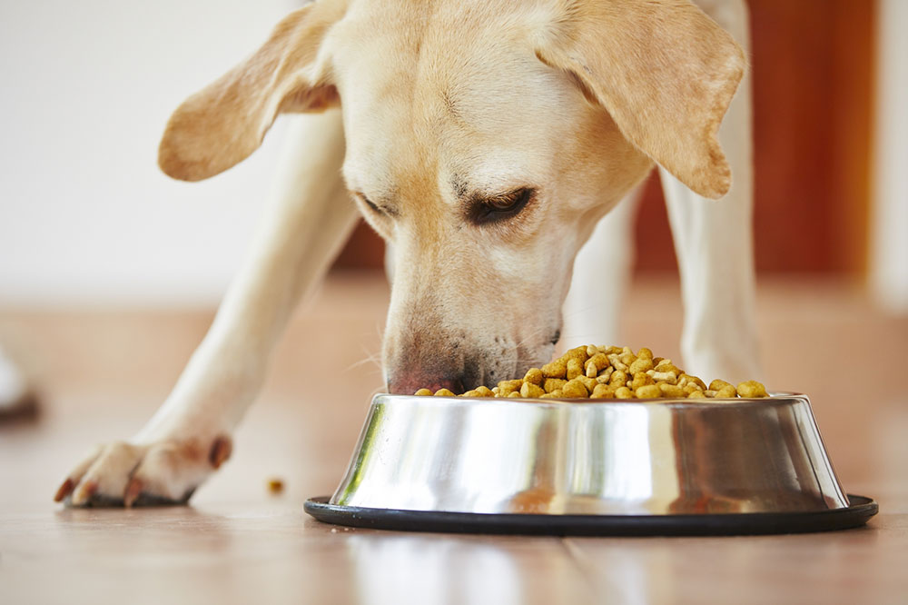 Common Signs of Food Allergies in Dogs