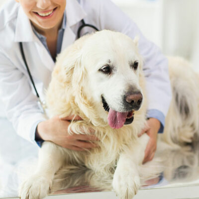 Recognizing the Signs and Symptoms of Pet Toxicity