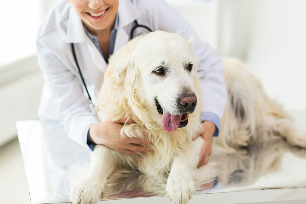 Recognizing the Signs and Symptoms of Pet Toxicity